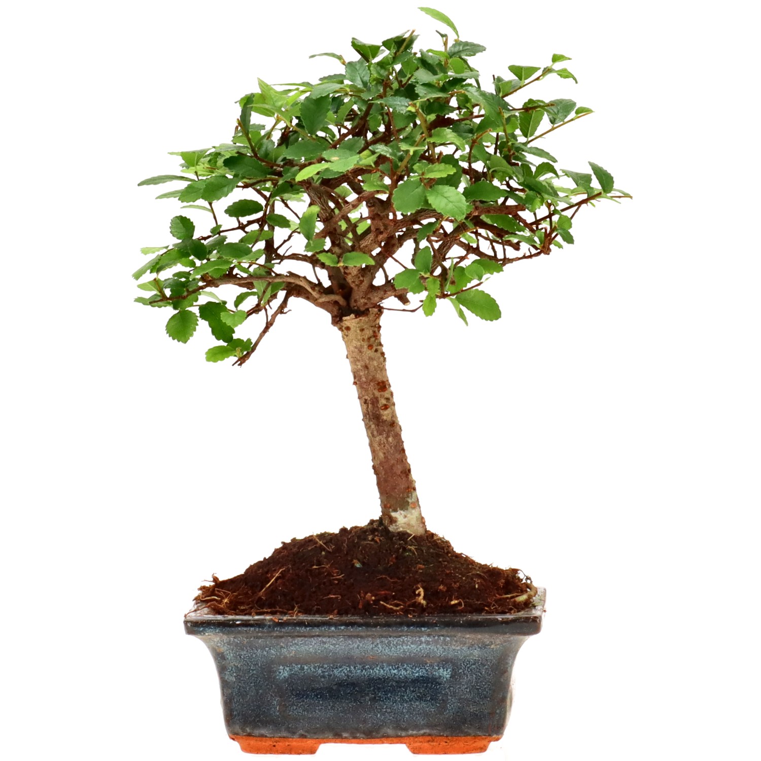 Chin. Ulme, ca. 6 J. (20 cm)