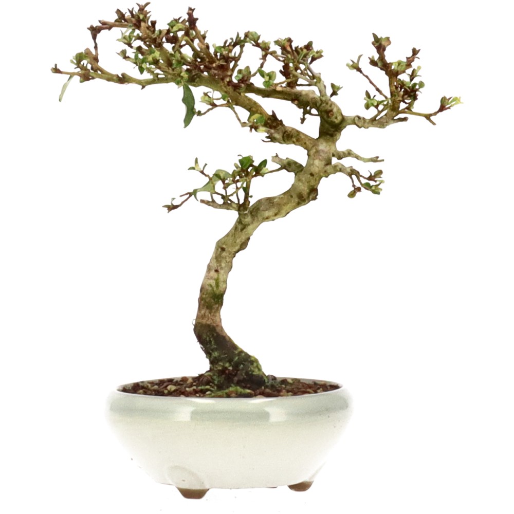 bonsai.fallbackImageTitle bonsai.fallbackImageTitle