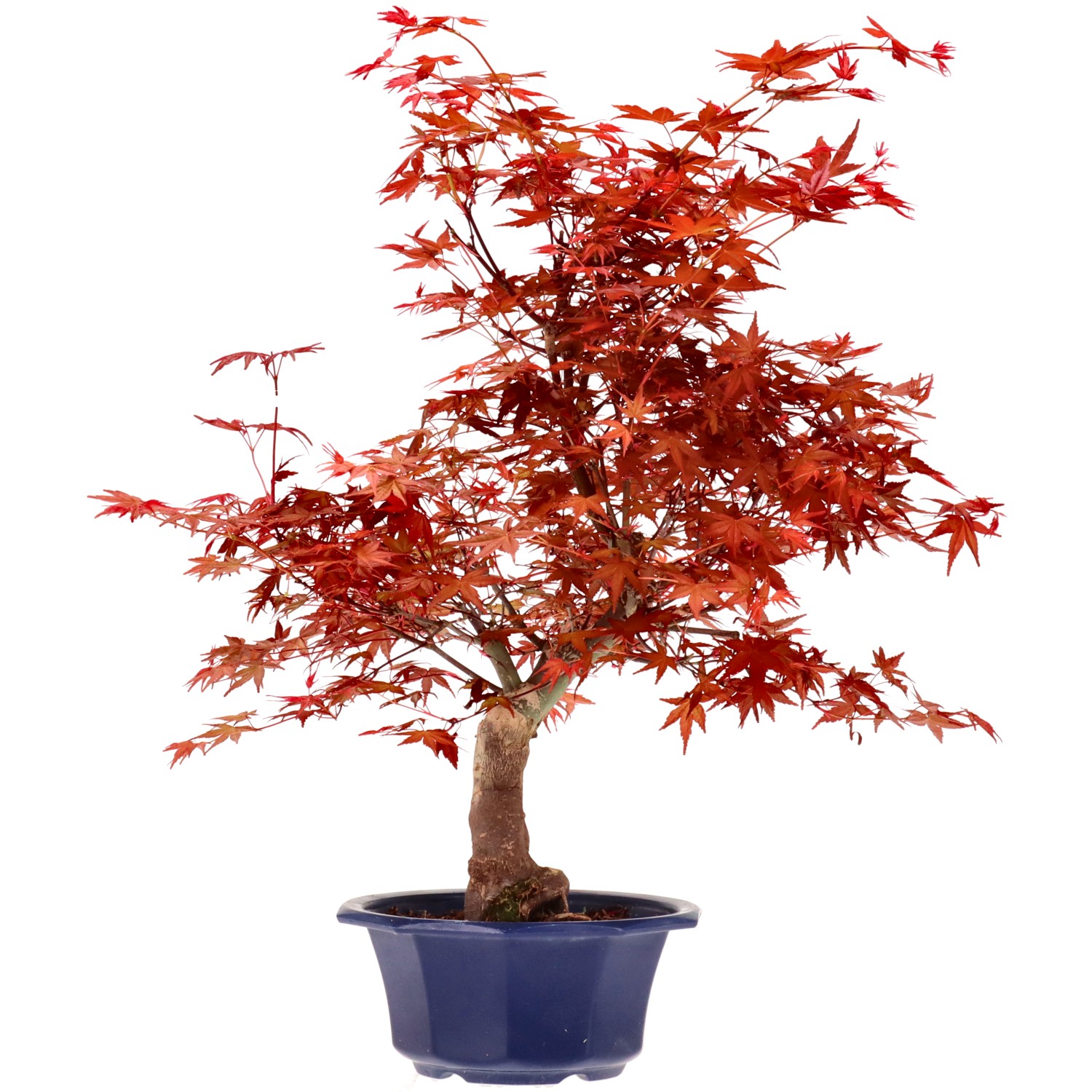 Érable du Japon (Deshojo), greffé, env. 16 ans (49 cm)