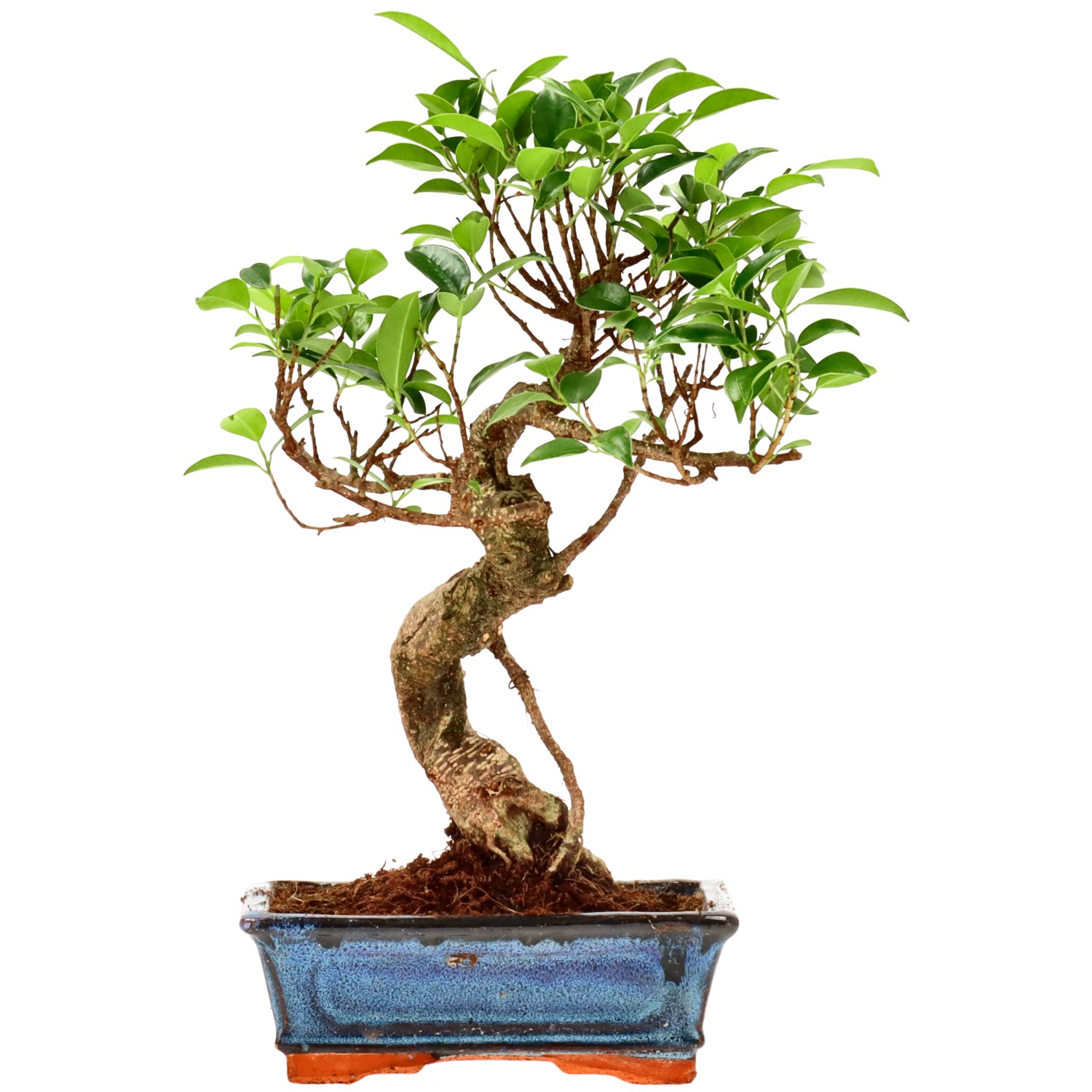 Ficus Retusa, ca. 9 anni (33 cm)