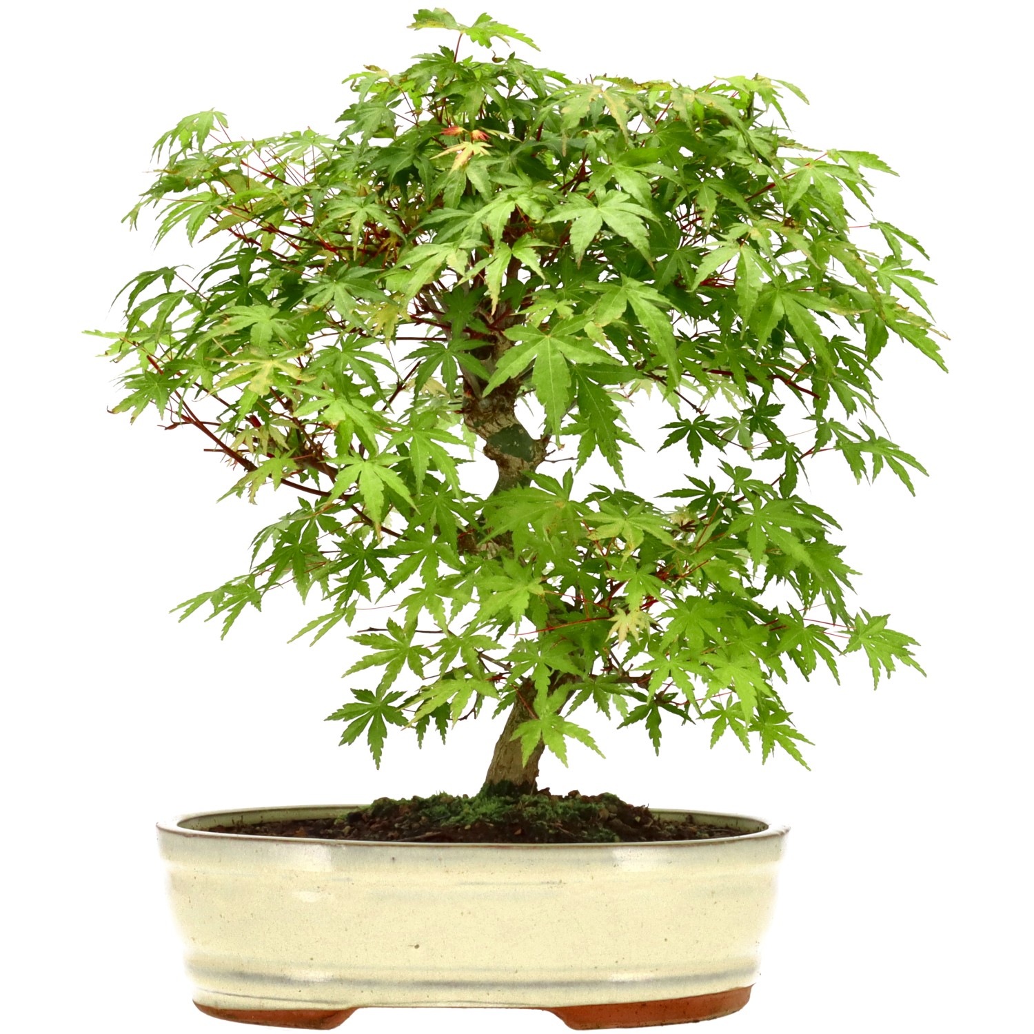 Arce palmado japonés, aprox. 15 años (33 cm)
