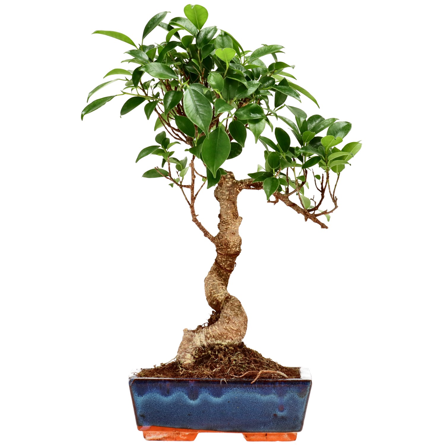 Ficus Retusa, env. 9 ans (34 cm)