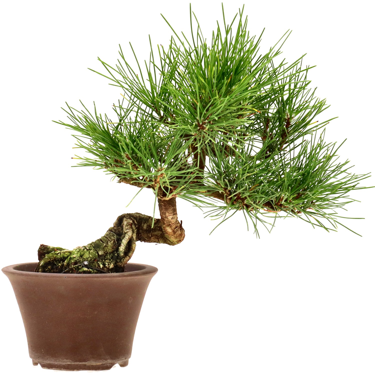 Pinus thunbergii, aprox. 14 años (19 cm)