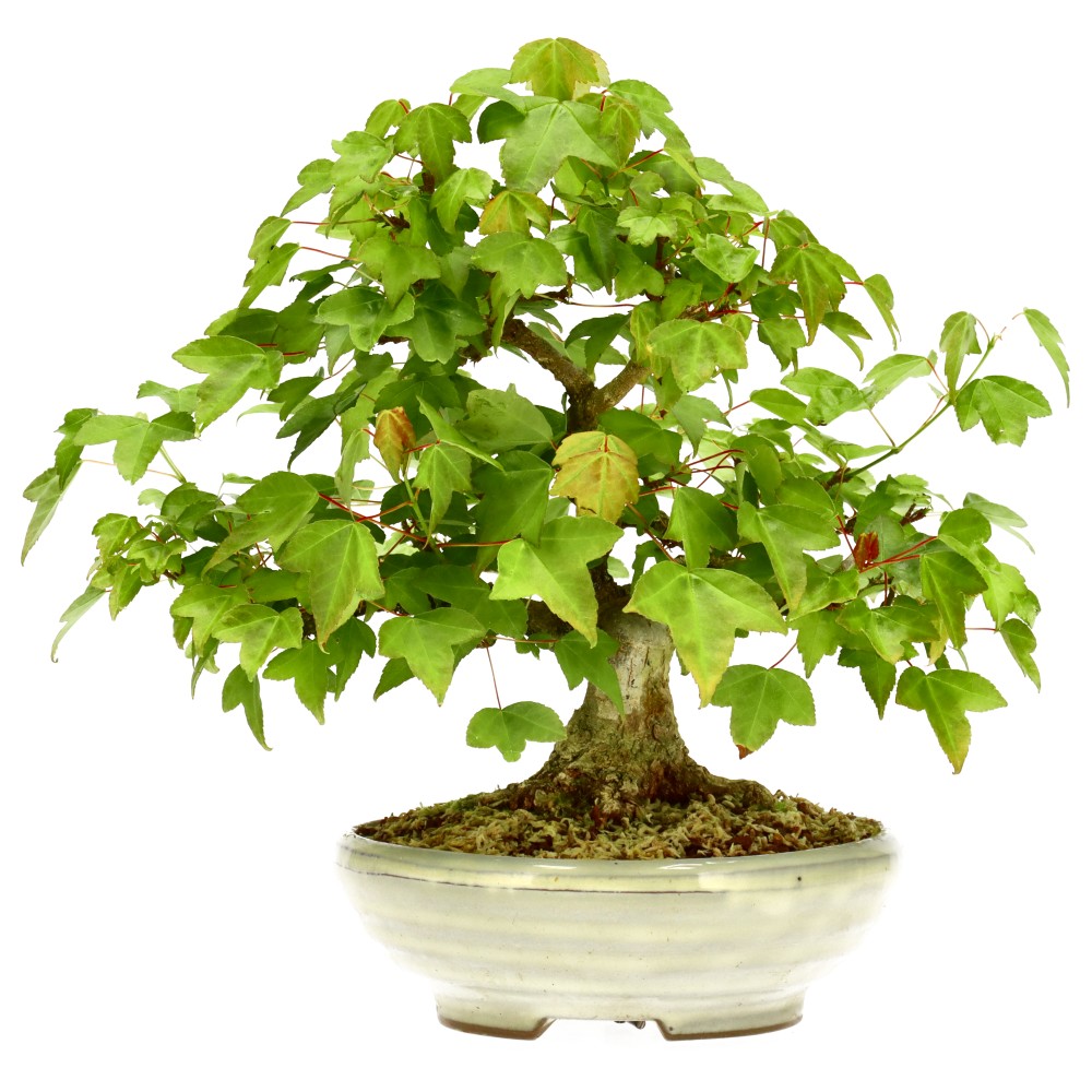 Dreispitzahorn, ca. 18 J. (20 cm)