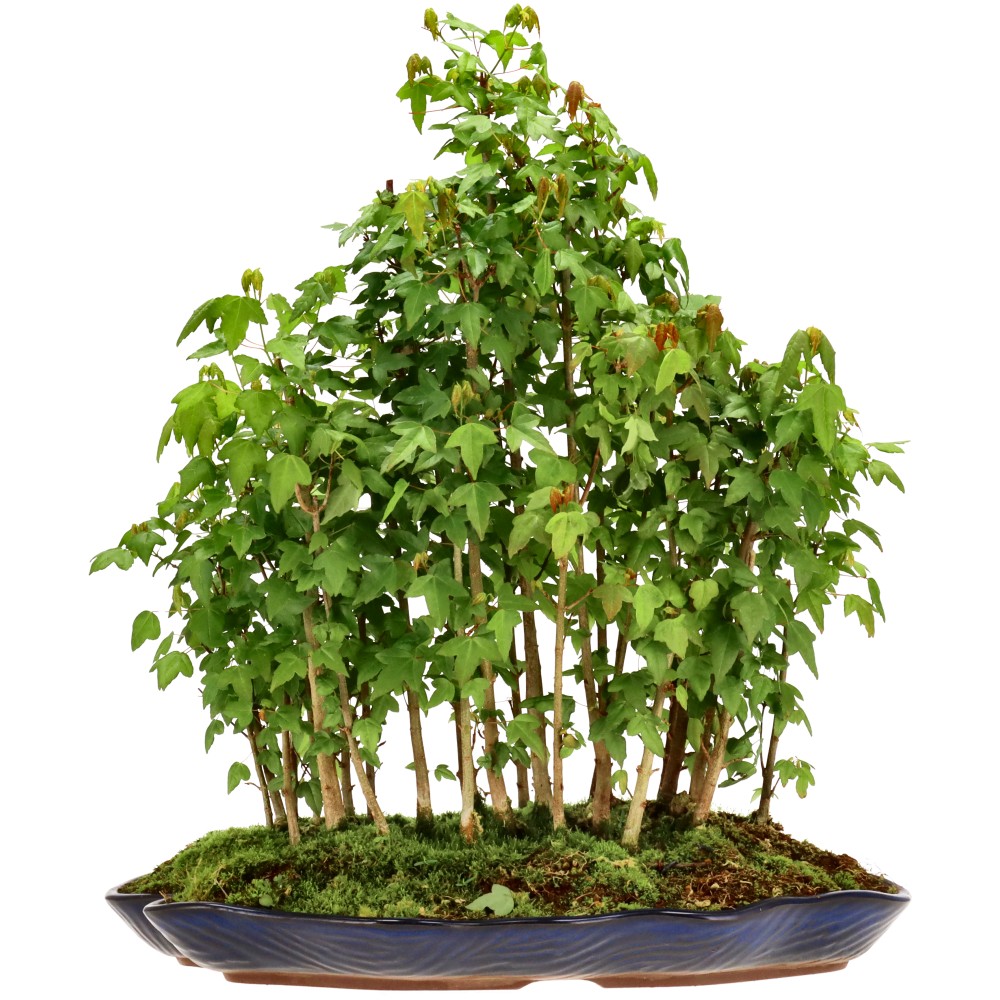 Érable trident, env. 5 ans (43 cm)
