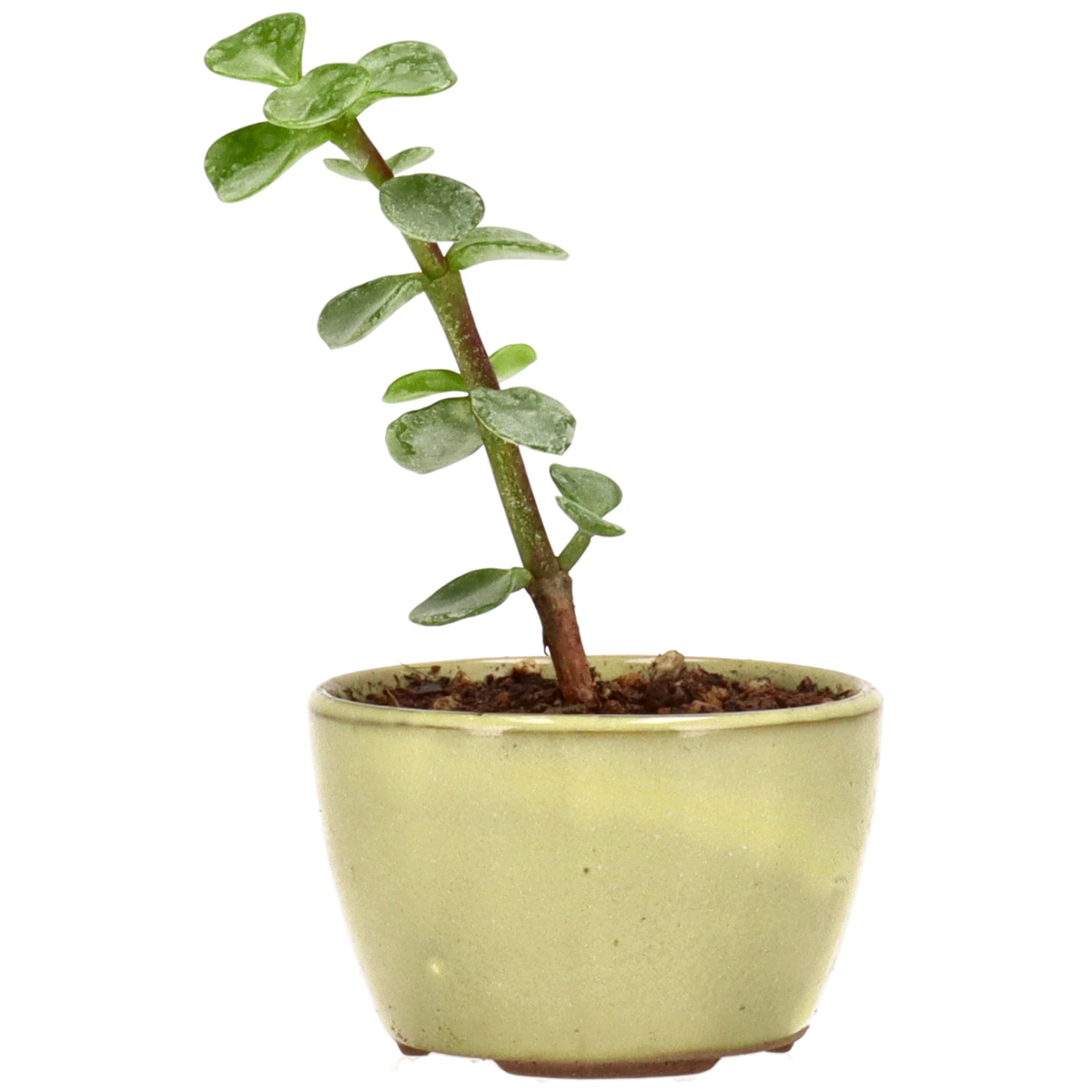 Cespuglio di Elefante, ca. 1 anni (9 cm)