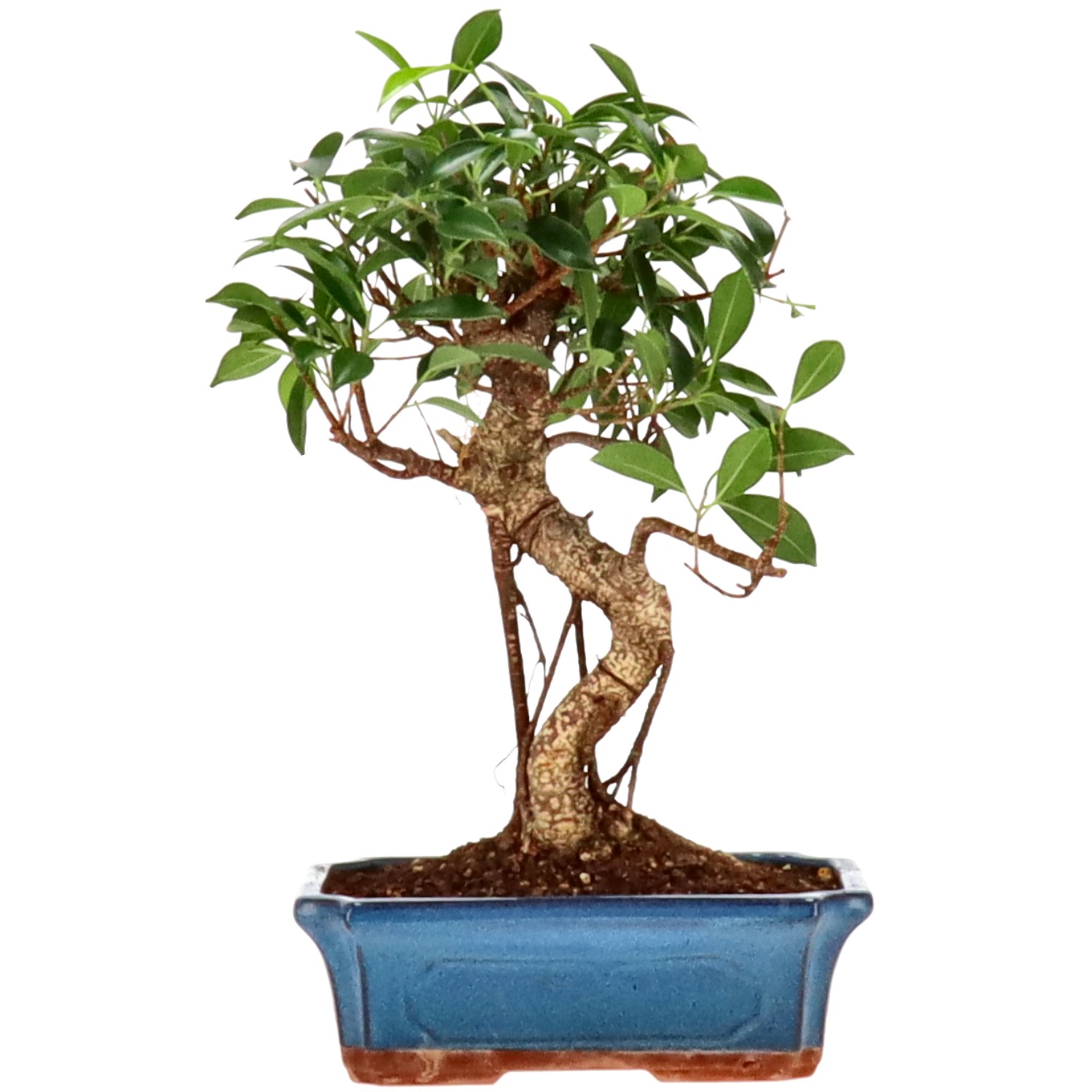 Chin. Feigenbaum (Ret.), ca. 14 J. (34 cm)