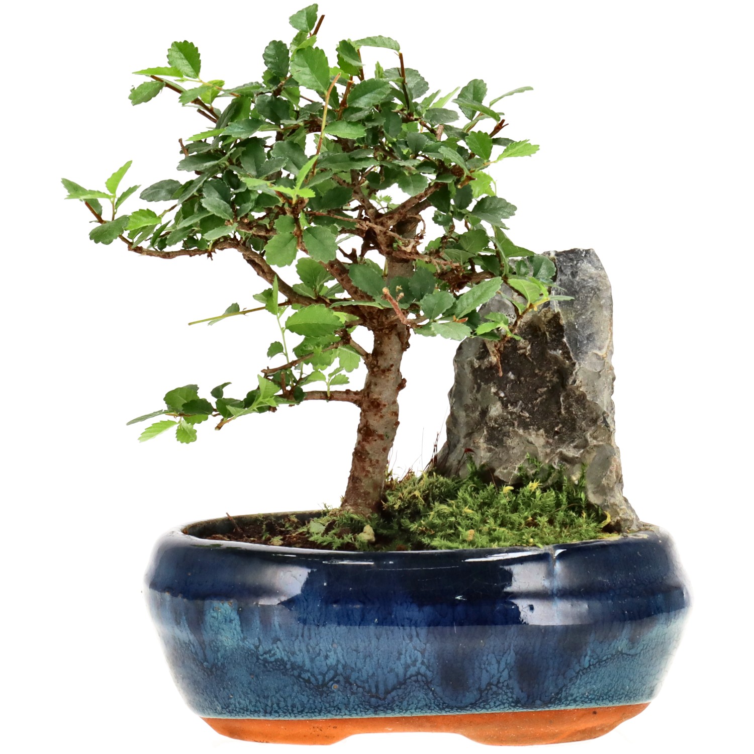 Orme de Chine, env. 6 ans (15 cm)