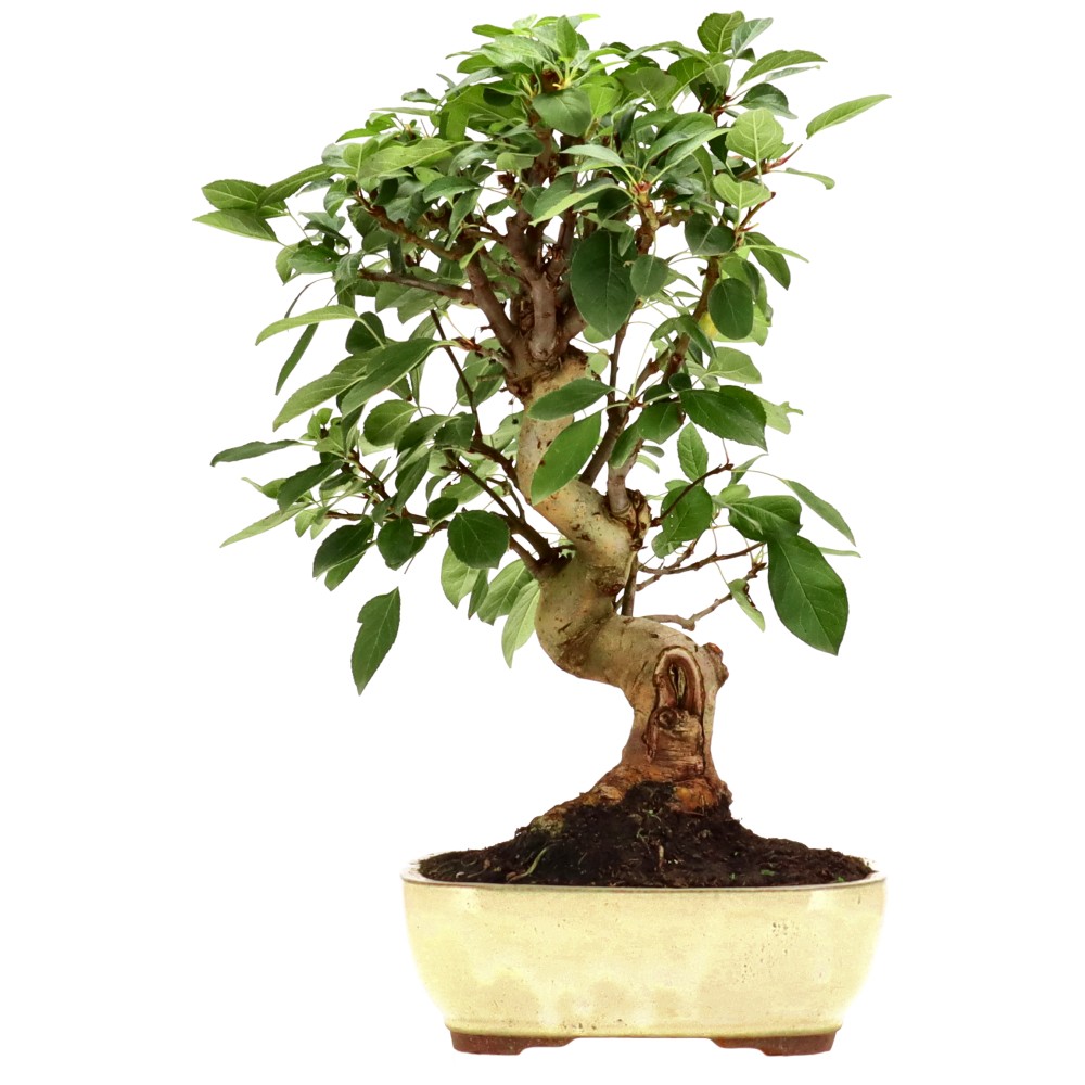 Zierapfel, ca. 18 J. (44 cm)