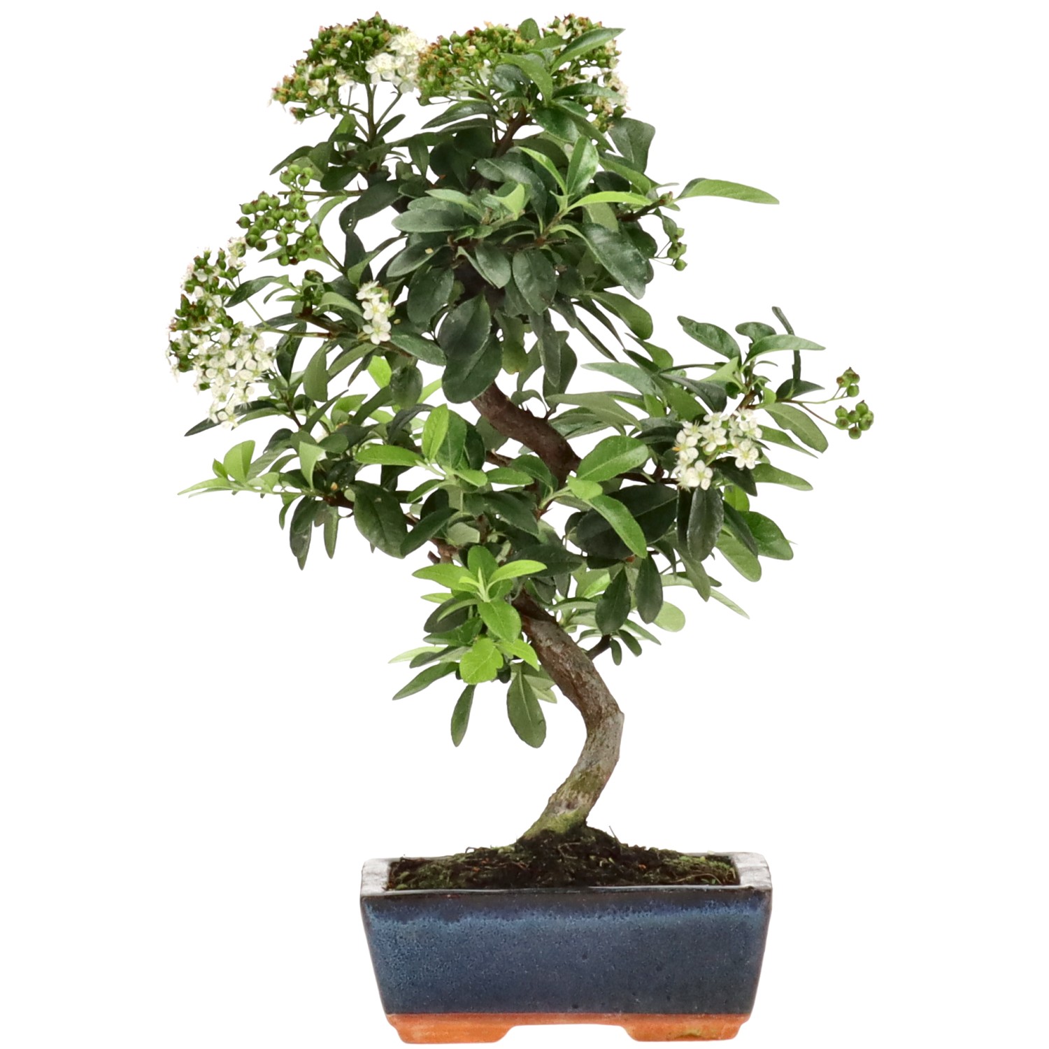 Pyracantha coccinea, env. 7 ans (31 cm)