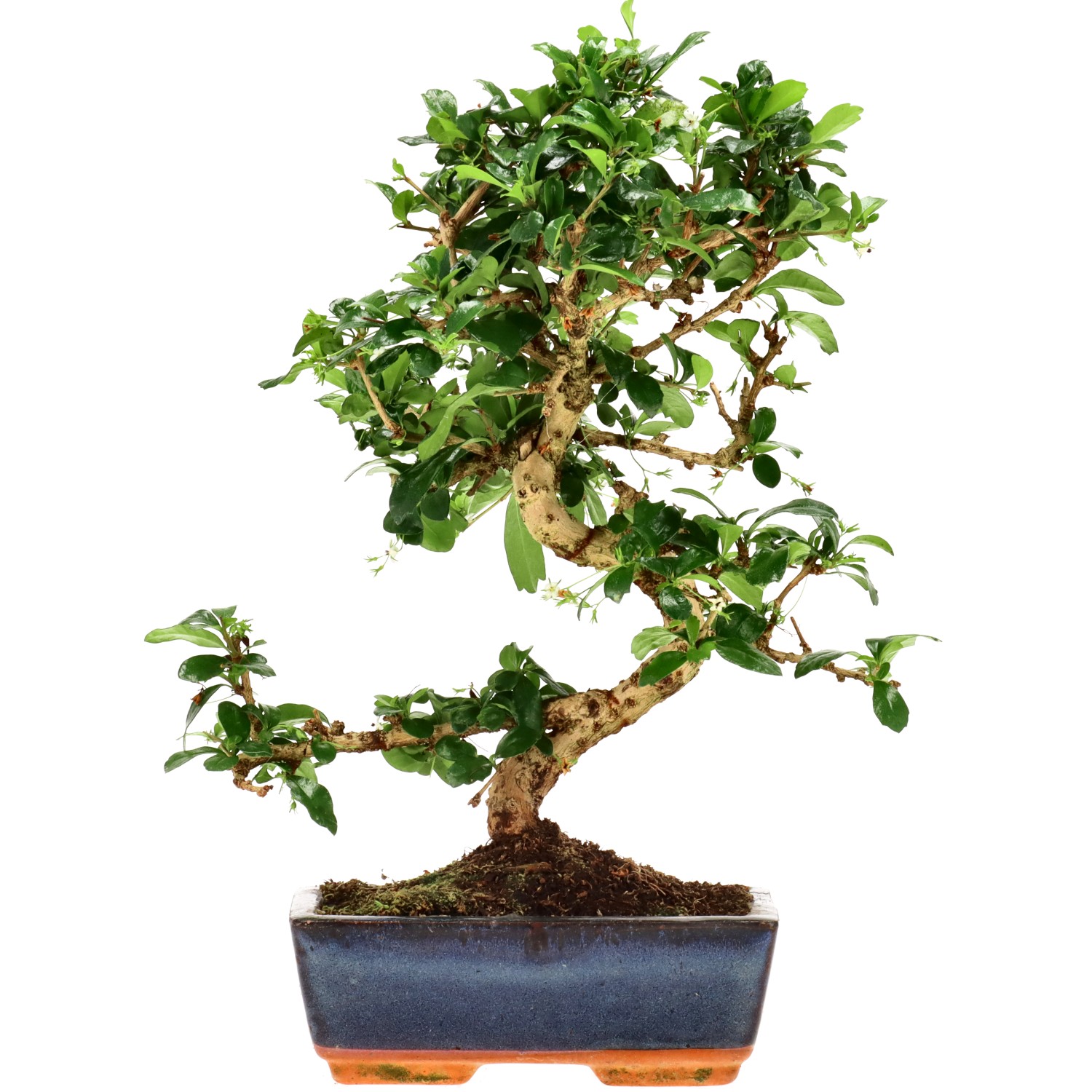 Arbre à thé de Fukien, env. 10 ans (32 cm)