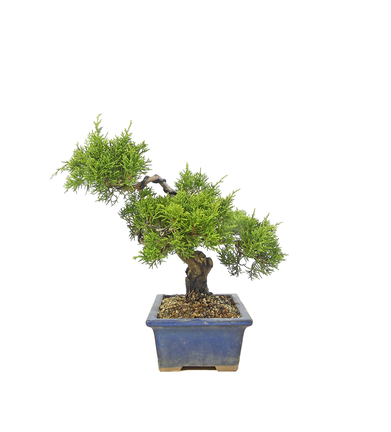 bonsai.fallbackImageTitle bonsai.fallbackImageTitle