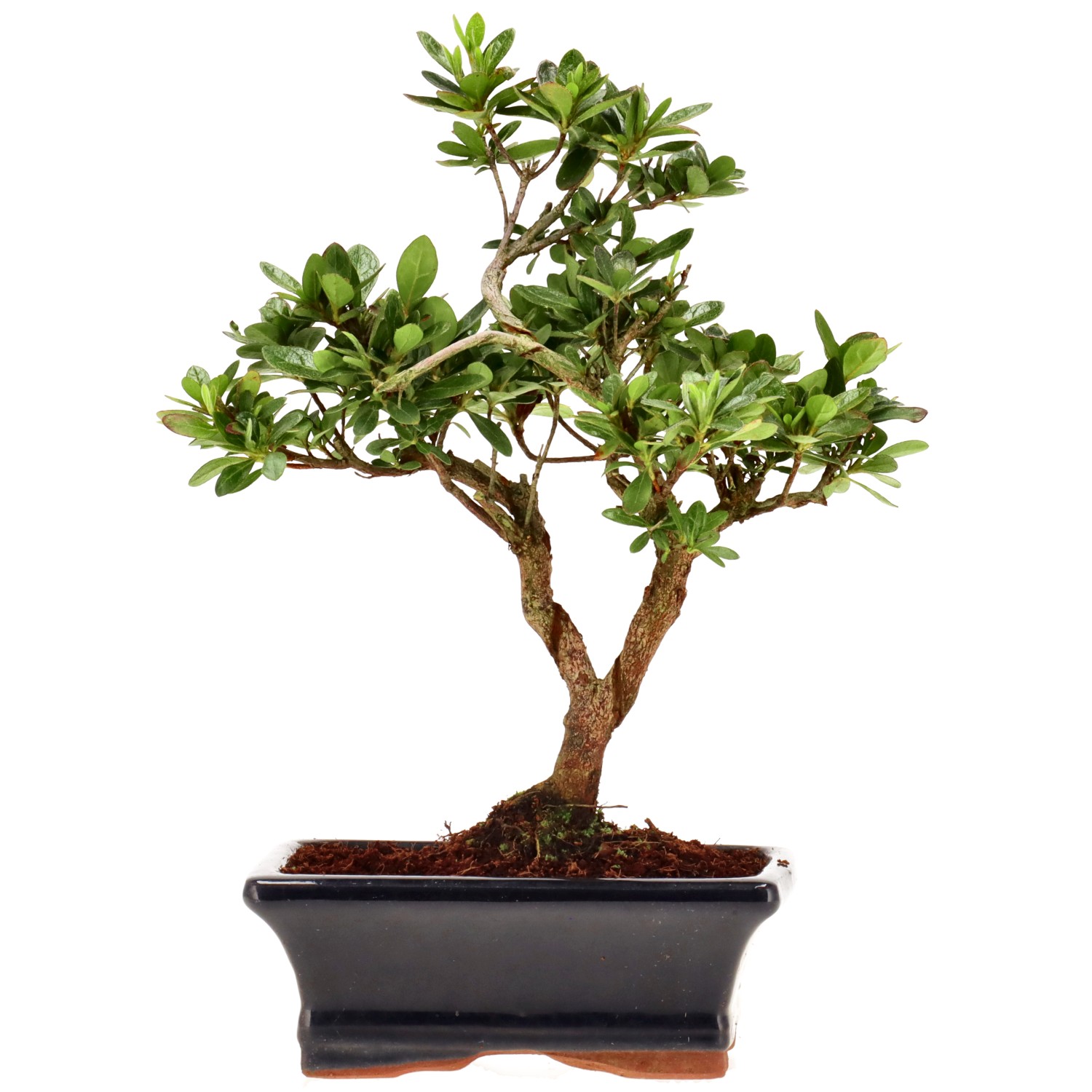 Azalée japonaise (Osakazuki), env. 8 ans (24 cm)