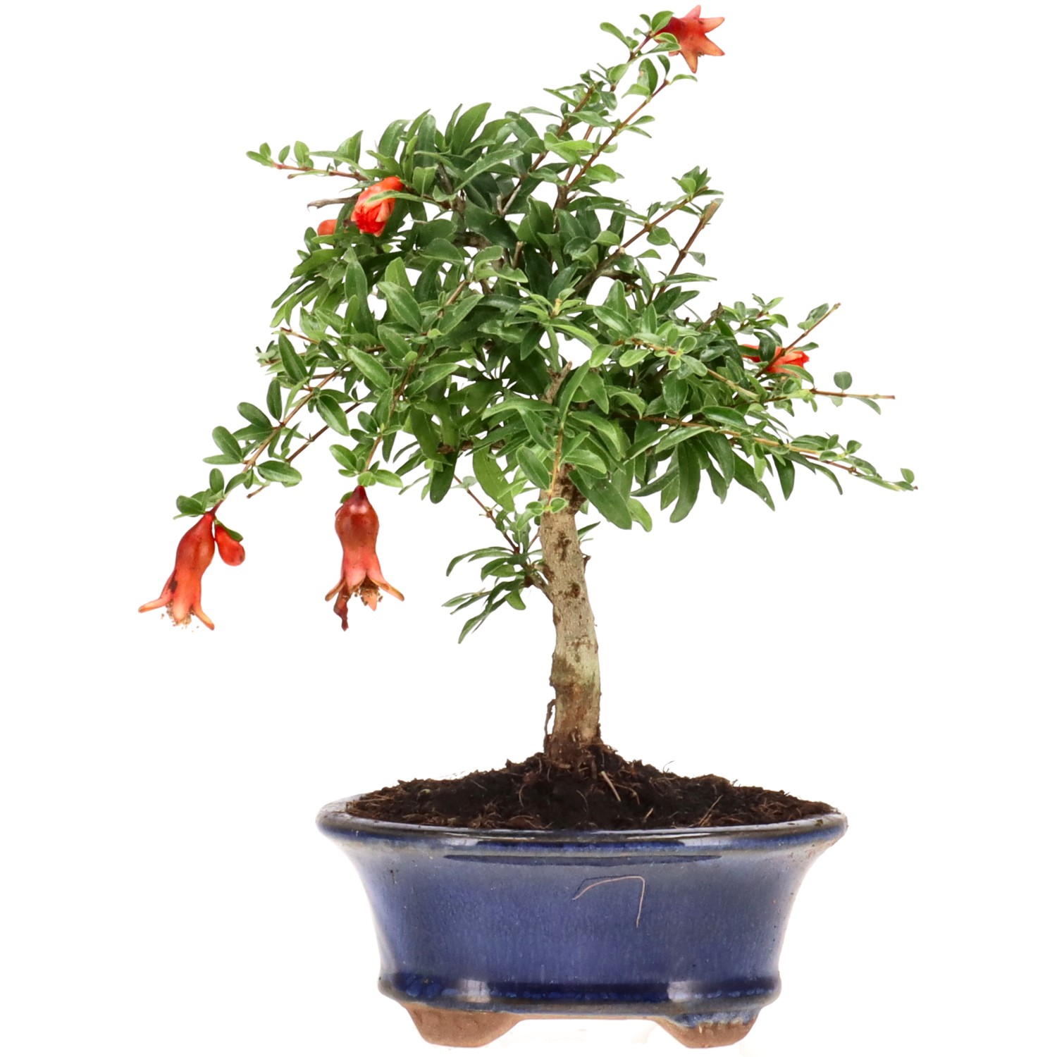 Grenadier commun, env. 7 ans (18 cm)