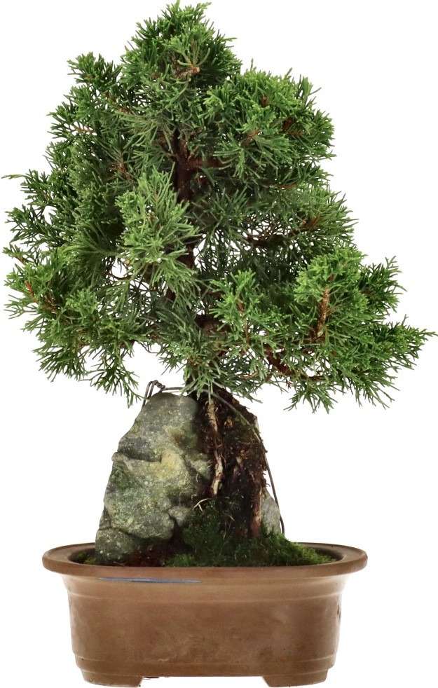 [N015] Chin. Wacholder, ca. 15 Jahre