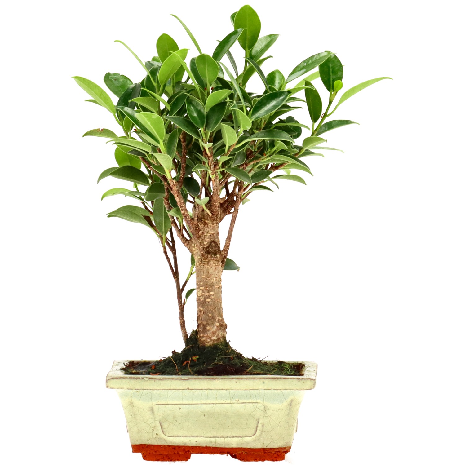 Ficus Retusa, ca. 5 anni (19 cm)
