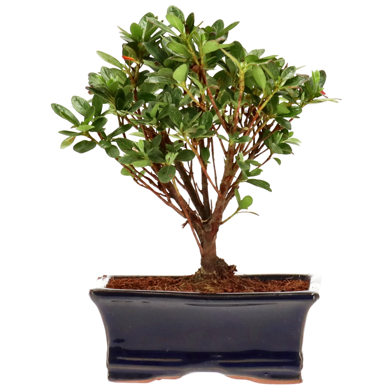 Jap. Azalee (Osakazuki), ca. 6 J. (17 cm)