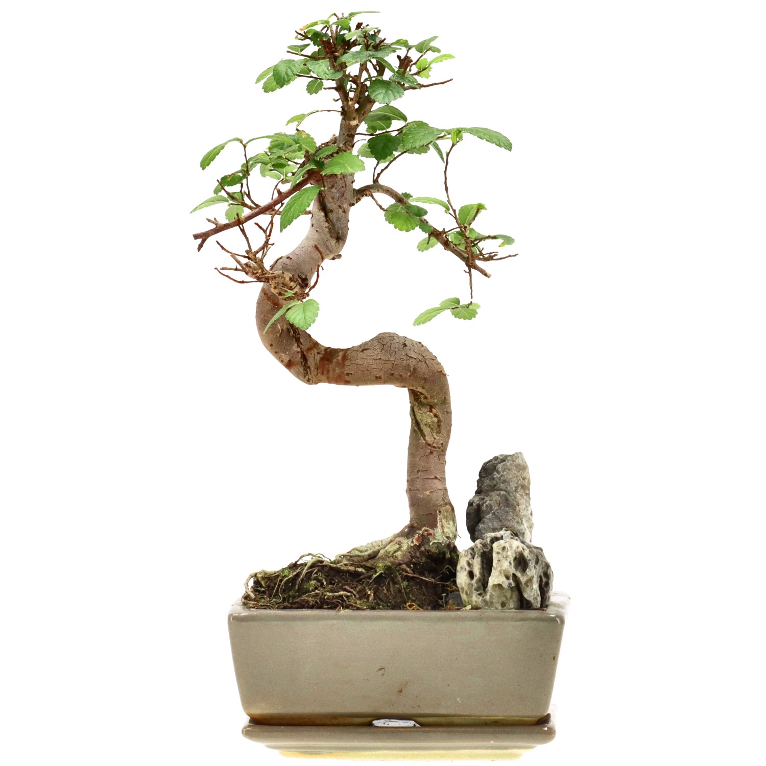 Orme de Chine, env. 8 ans (26 cm)