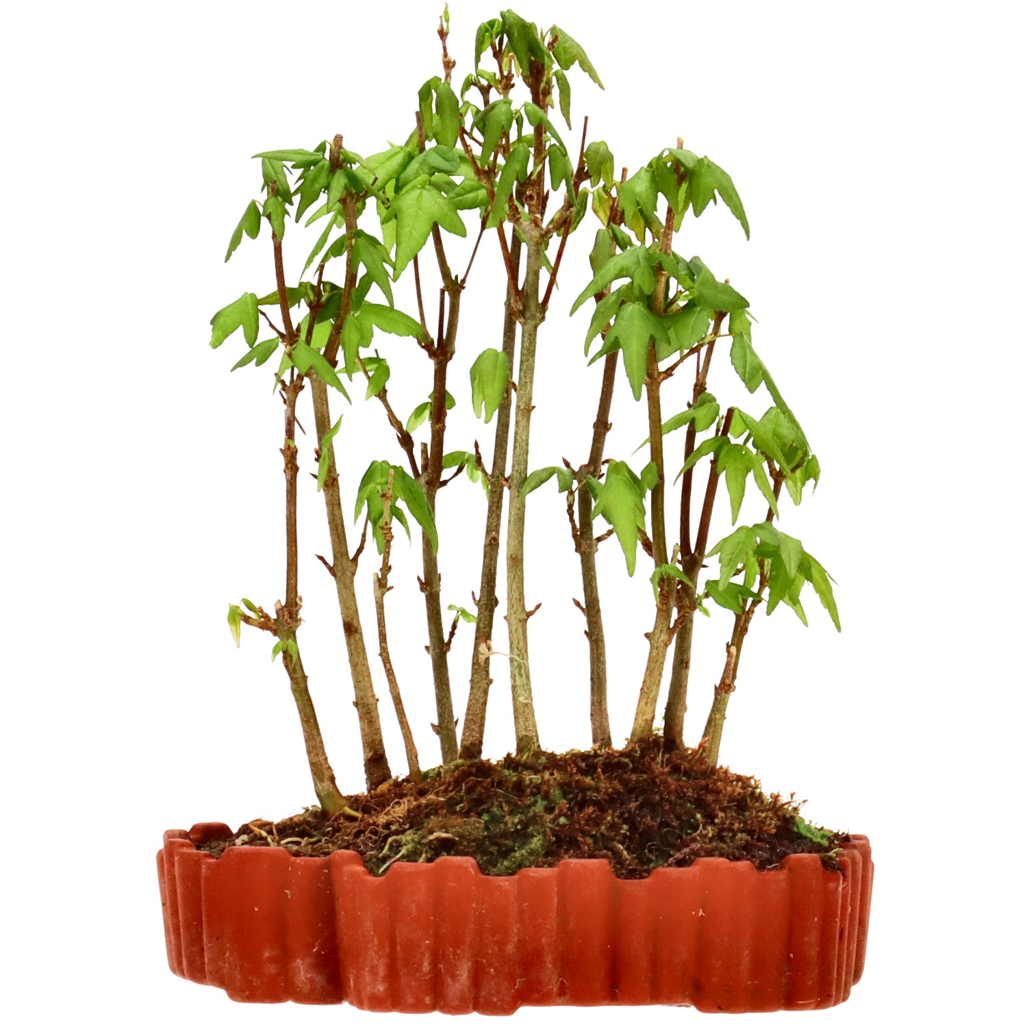 Érable trident, env. 3 ans (18 cm)