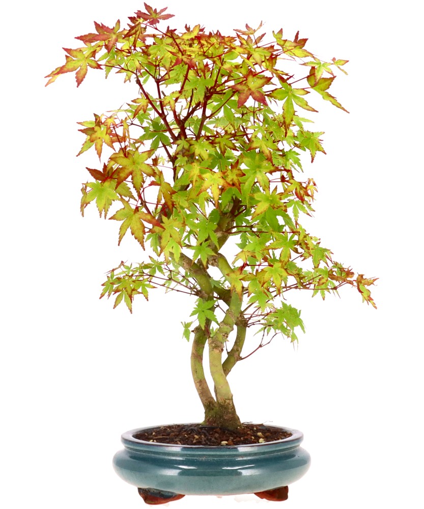 bonsai.fallbackImageTitle bonsai.fallbackImageTitle