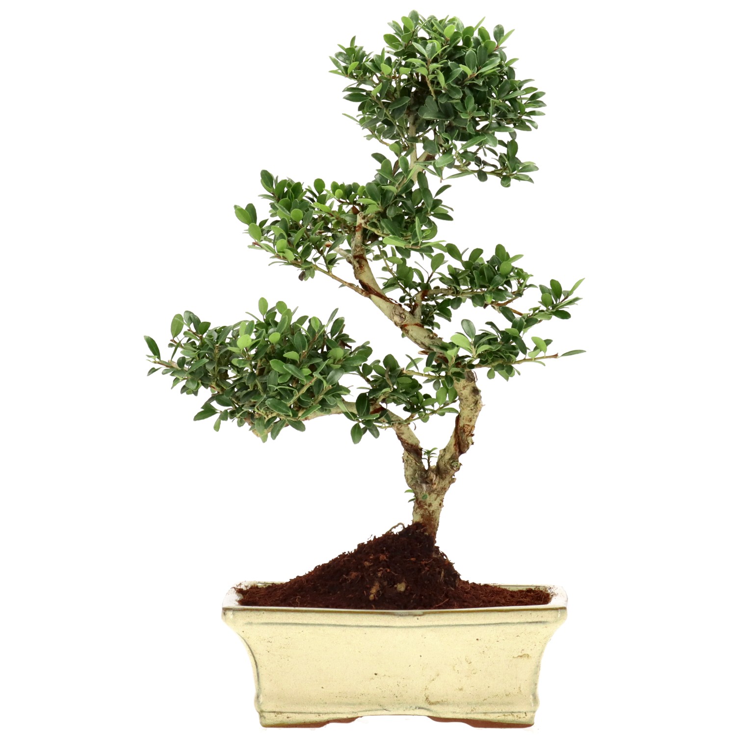 Jap. Stechpalme, ca. 9 J. (31 cm)