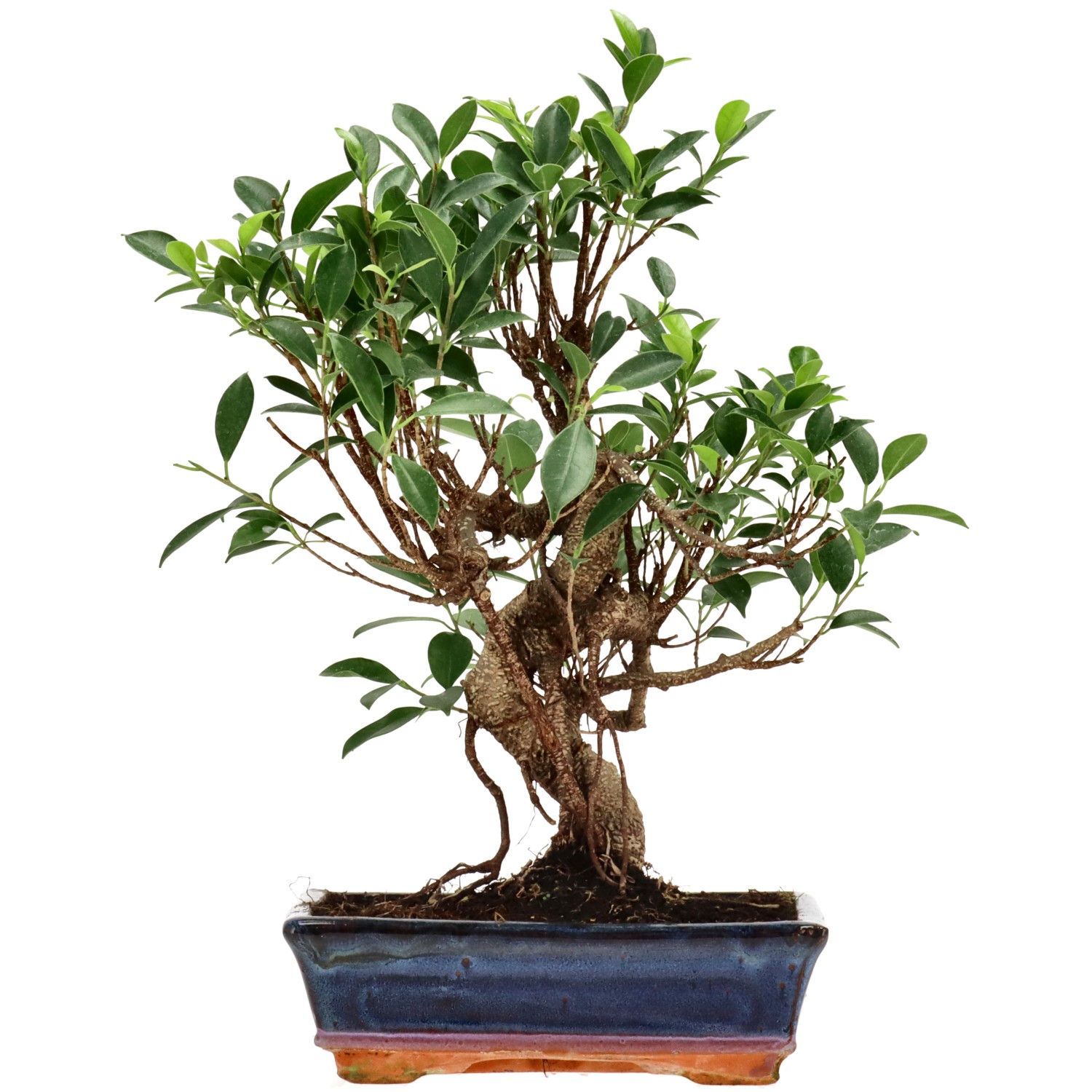 Chin. Feigenbaum (Retusa), ca. 14 J. (40 cm)