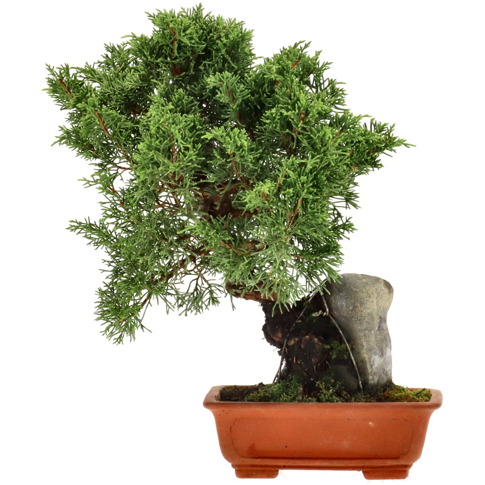 bonsai.fallbackImageTitle