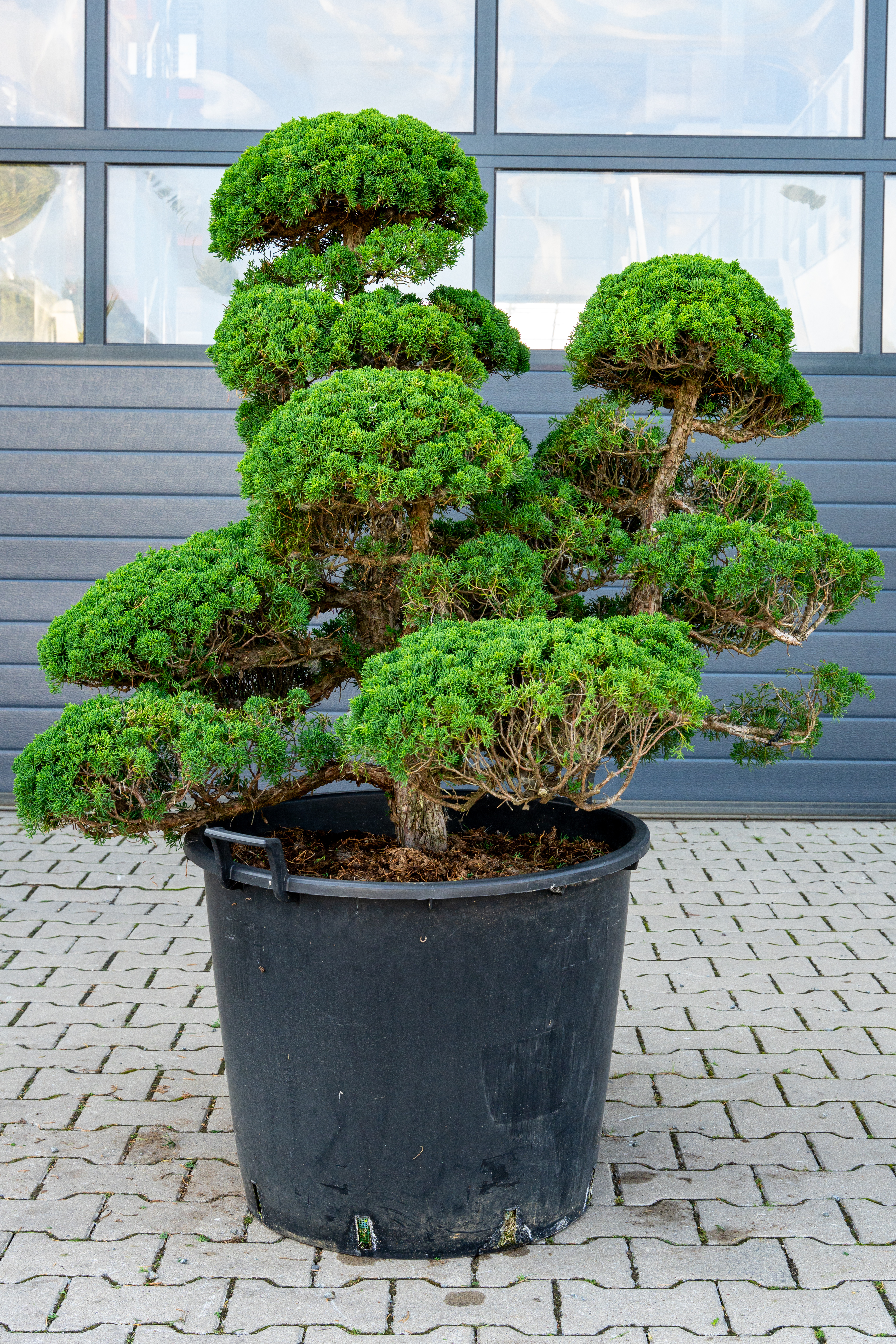 bonsai.fallbackImageTitle