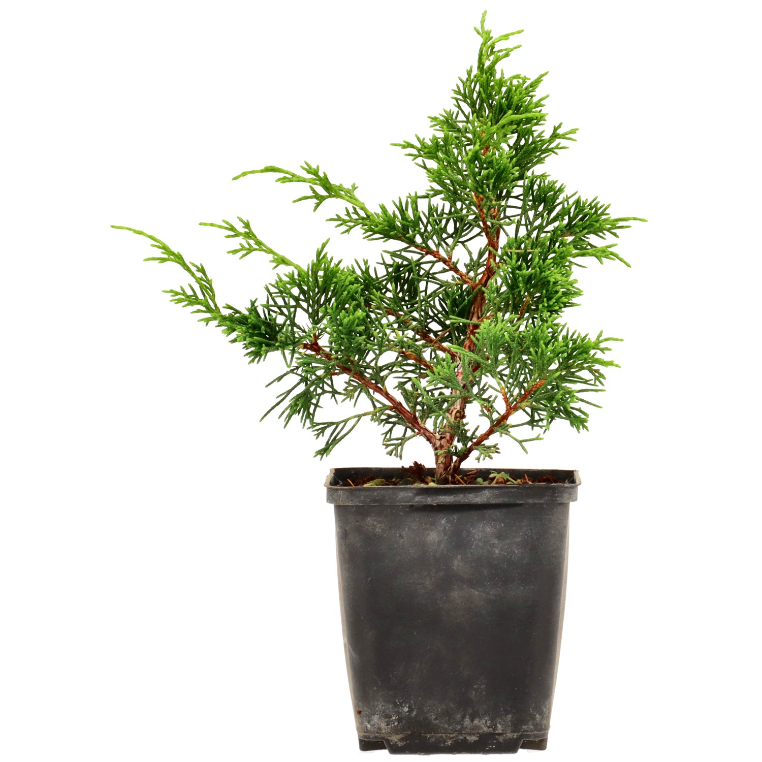 Chin. Wacholder Itoigawa, ca. 3 Jahre (15-25 cm)