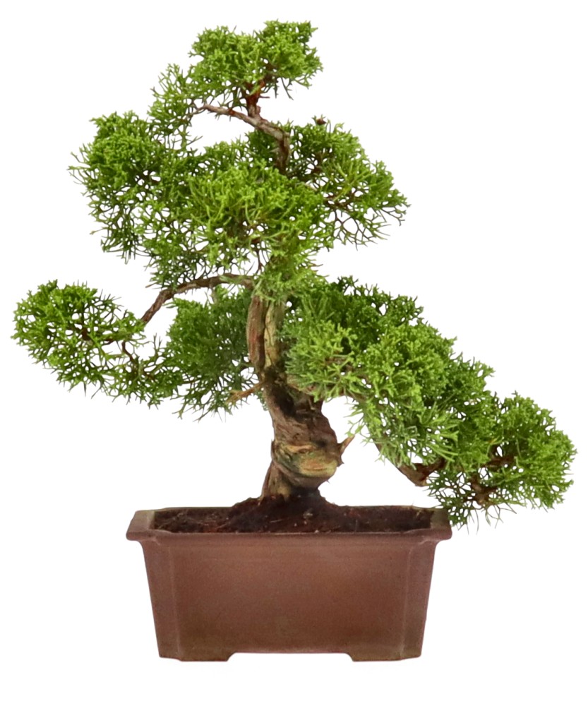 bonsai.fallbackImageTitle bonsai.fallbackImageTitle