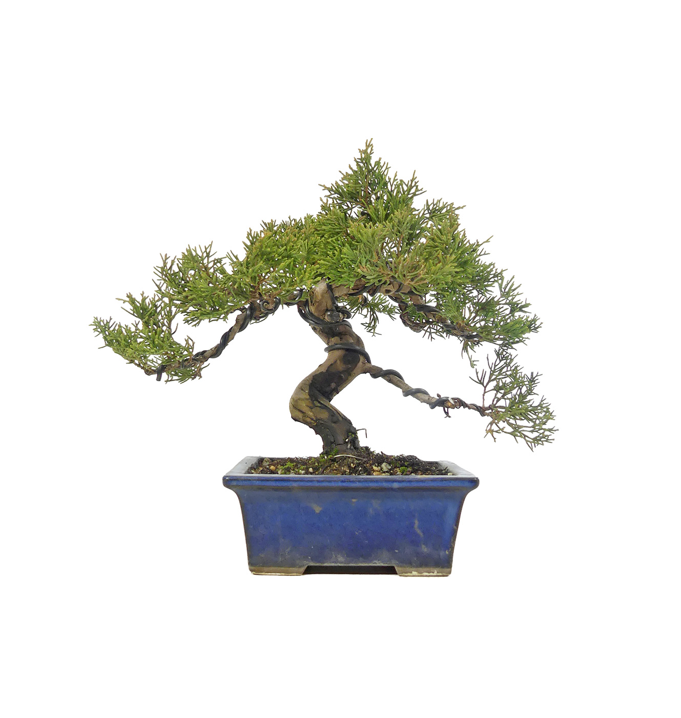 bonsai.fallbackImageTitle bonsai.fallbackImageTitle