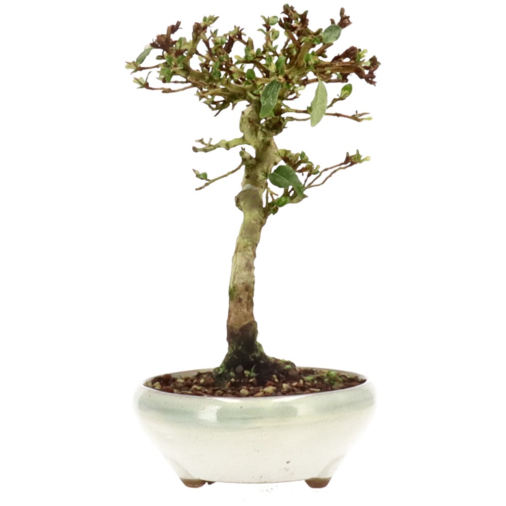 bonsai.fallbackImageTitle bonsai.fallbackImageTitle