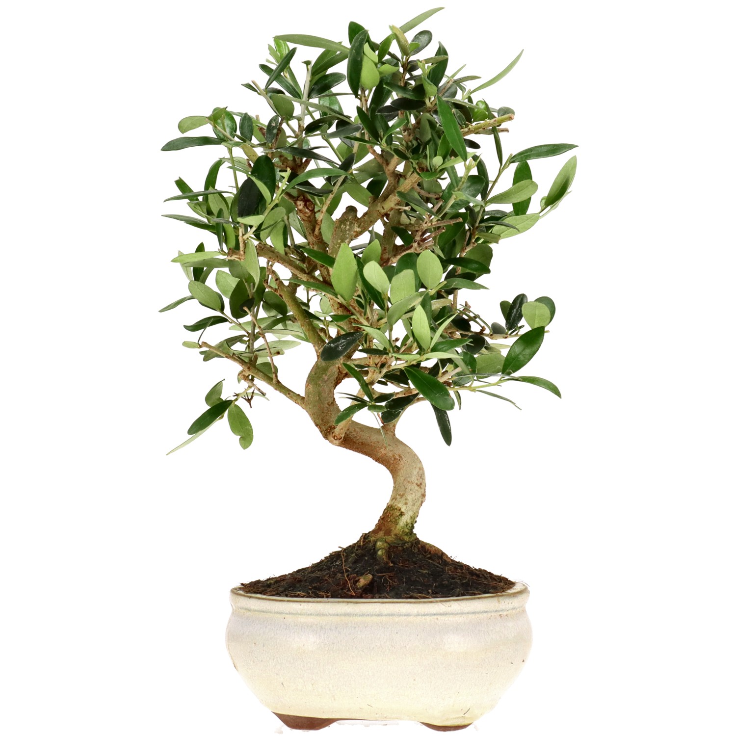 Olive, ca. 9 J. (28 cm)