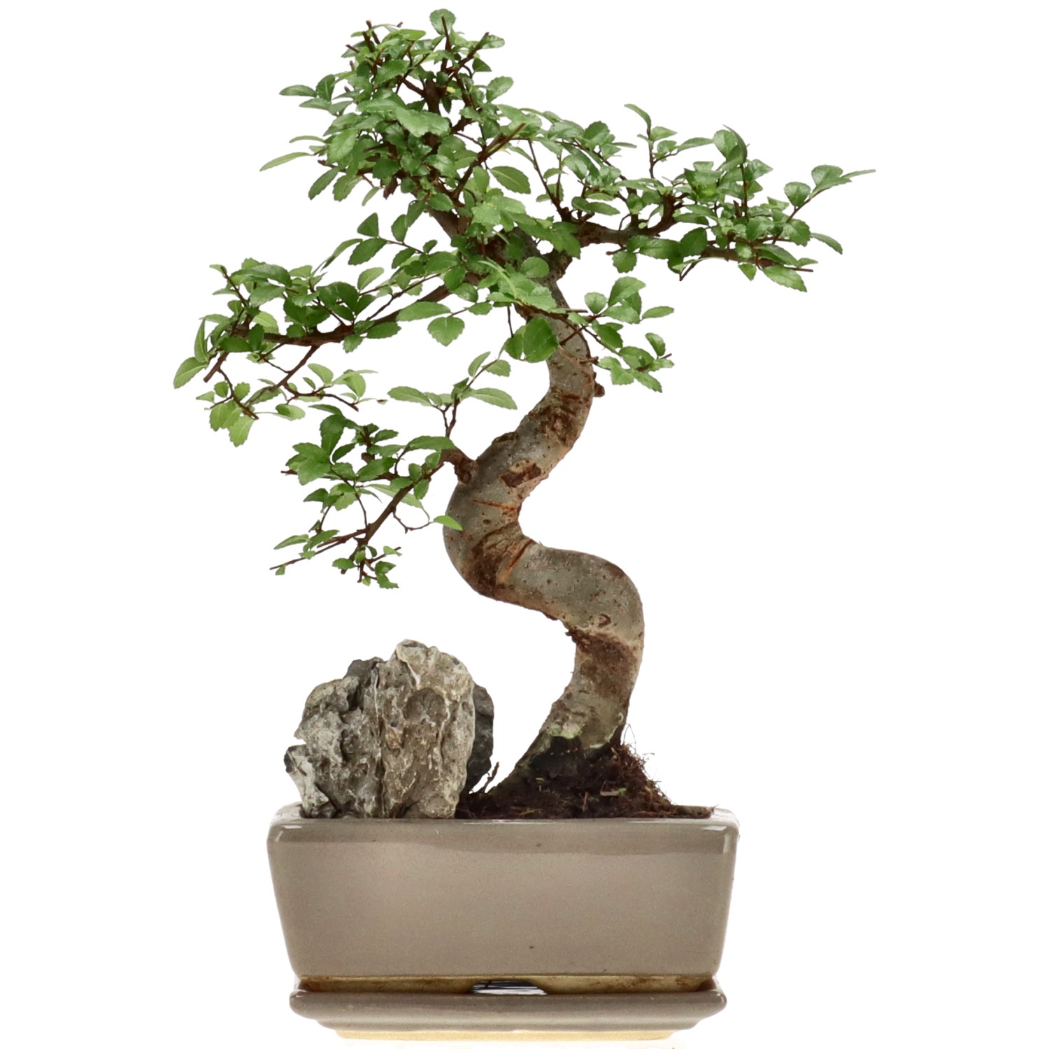 Chin. Ulme, mU., ca. 8 J. (25 cm)