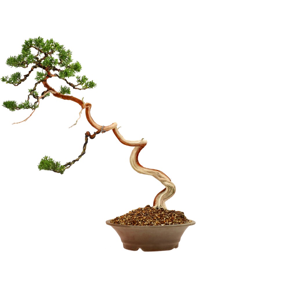 Enebro de China, aprox. 20 años (52 cm)