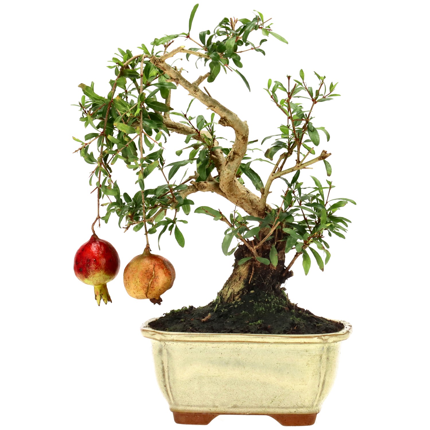 Granatapfel, ca. 9 J. (24 cm)