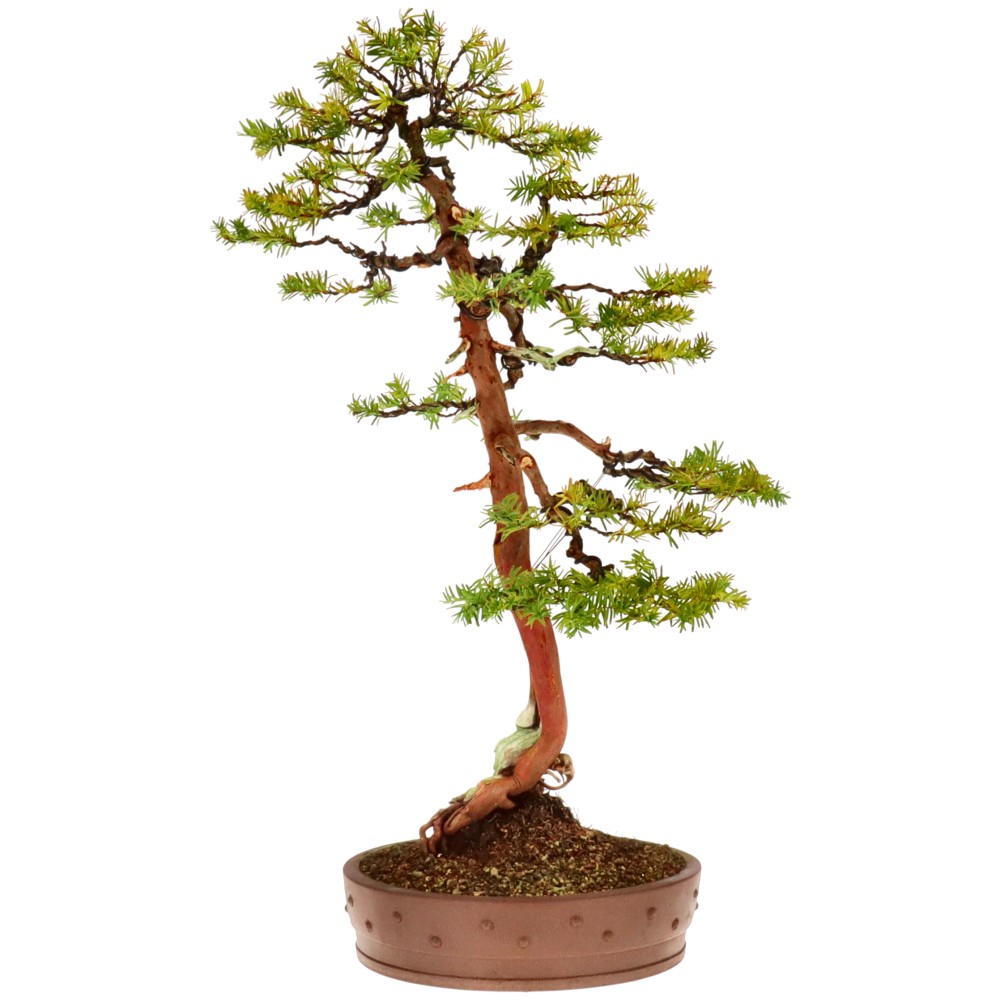 bonsai.fallbackImageTitle