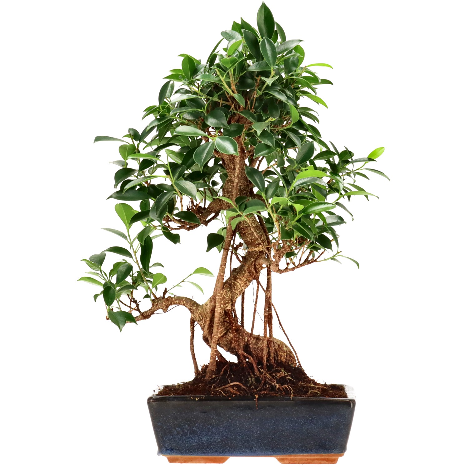 Ficus Retusa, ca. 14 anni (42 cm)