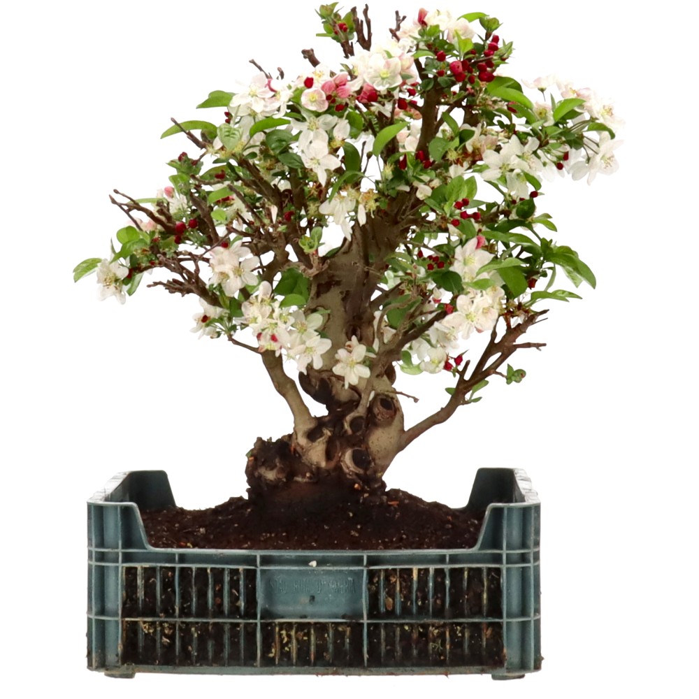 Zierapfel, ca. 24 J. (48 cm)