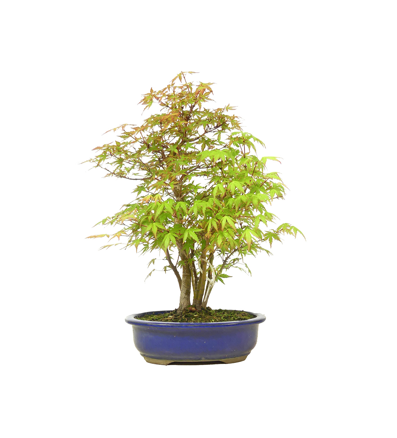bonsai.fallbackImageTitle bonsai.fallbackImageTitle