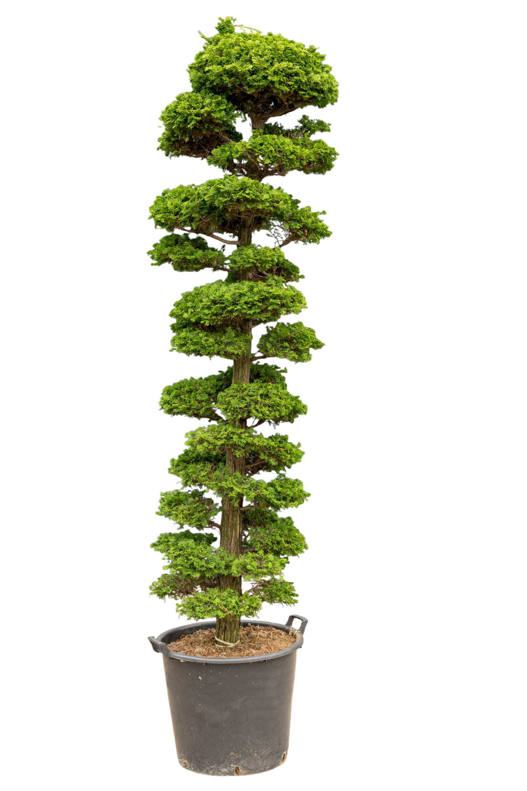 bonsai.fallbackImageTitle