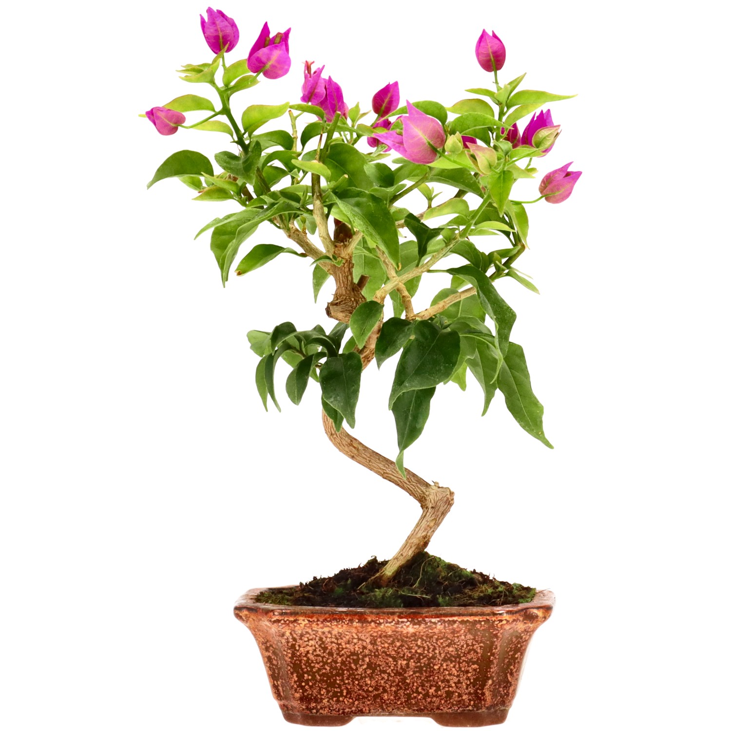 Flor de Papel / Santa Rita, aprox. 8 años (26 cm)