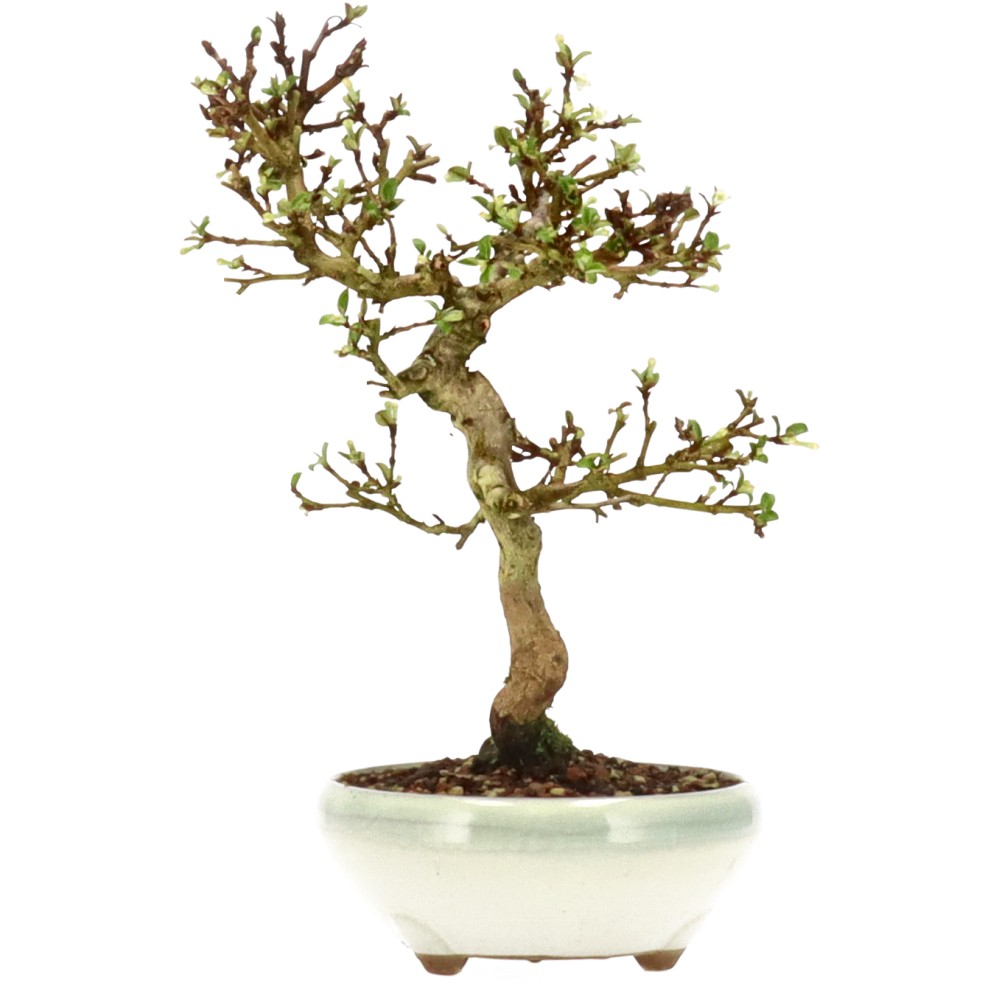 bonsai.fallbackImageTitle bonsai.fallbackImageTitle