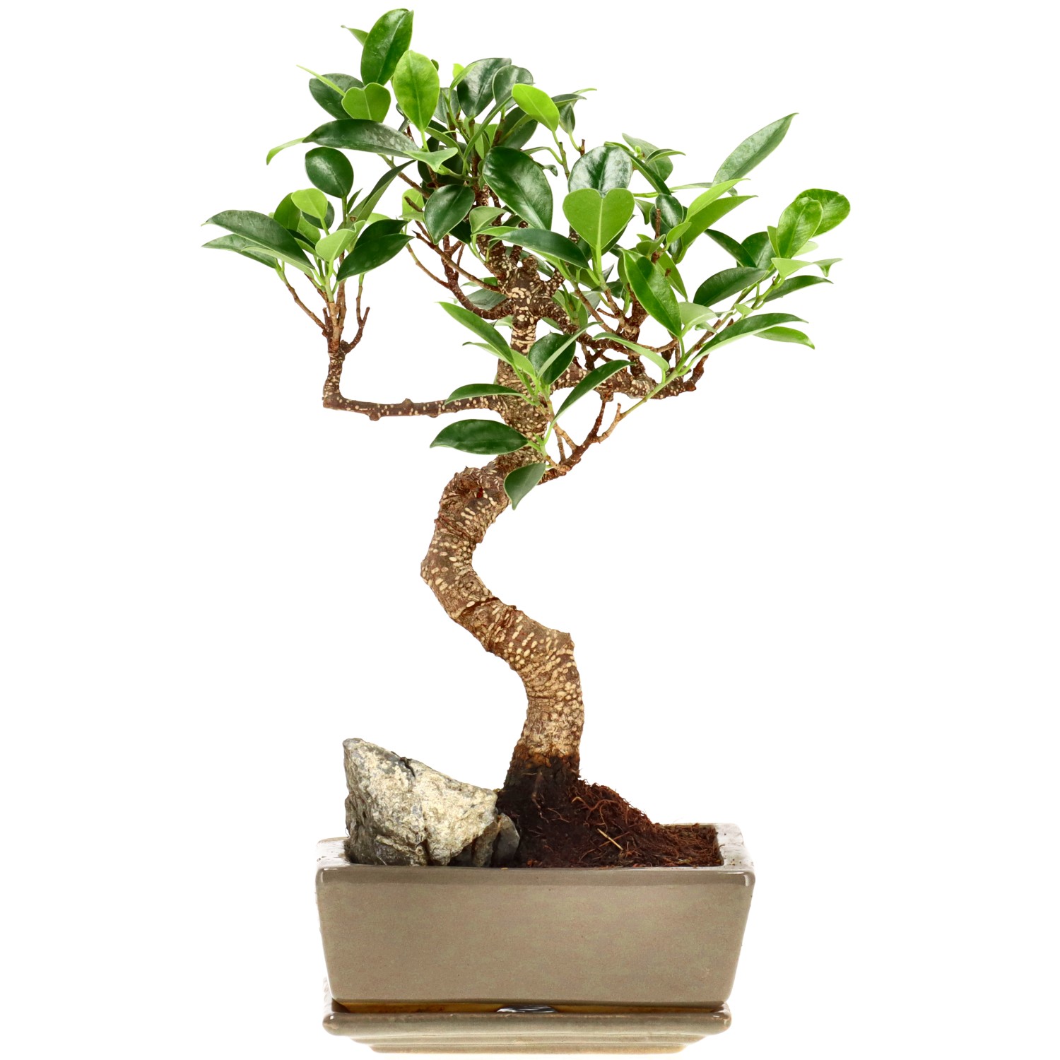 Chin. Feigenbaum (Retusa), mU., ca. 7 J. (28 cm)