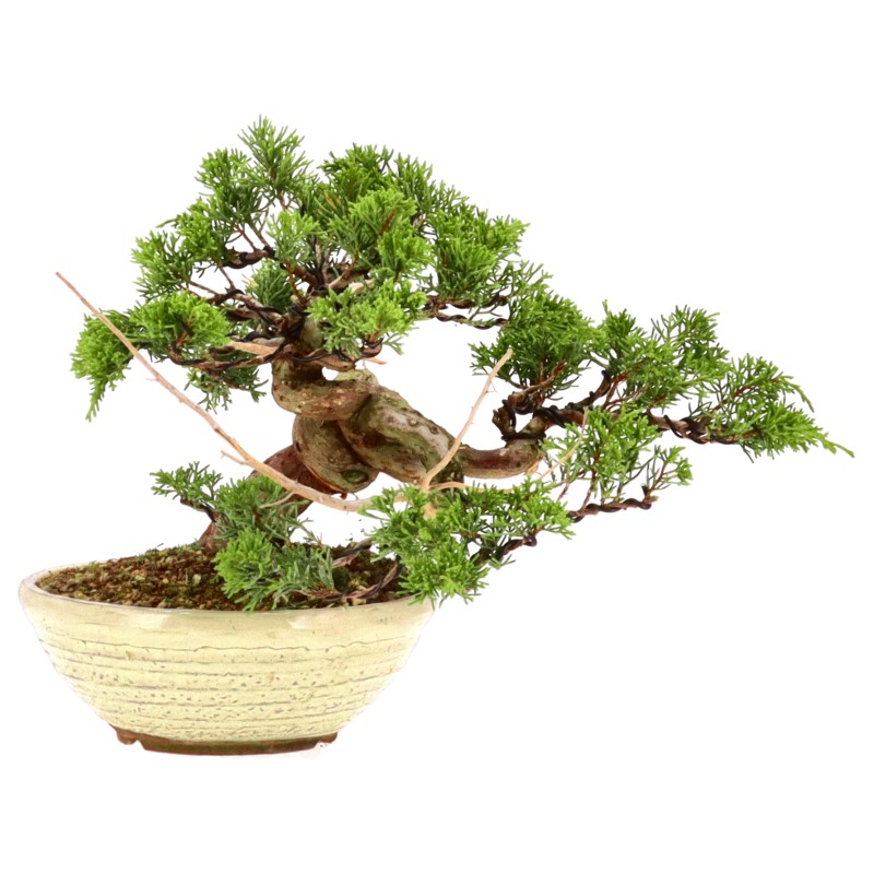 bonsai.fallbackImageTitle bonsai.fallbackImageTitle