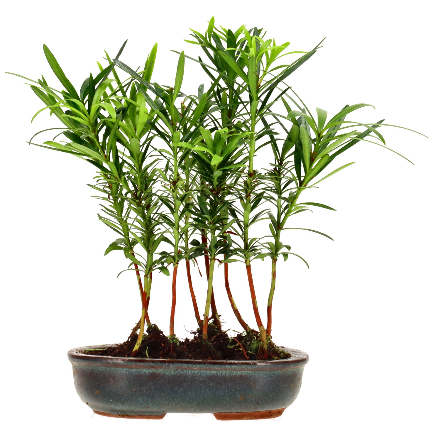 Chin. Steineibe, ca. 2 J. (20 cm)