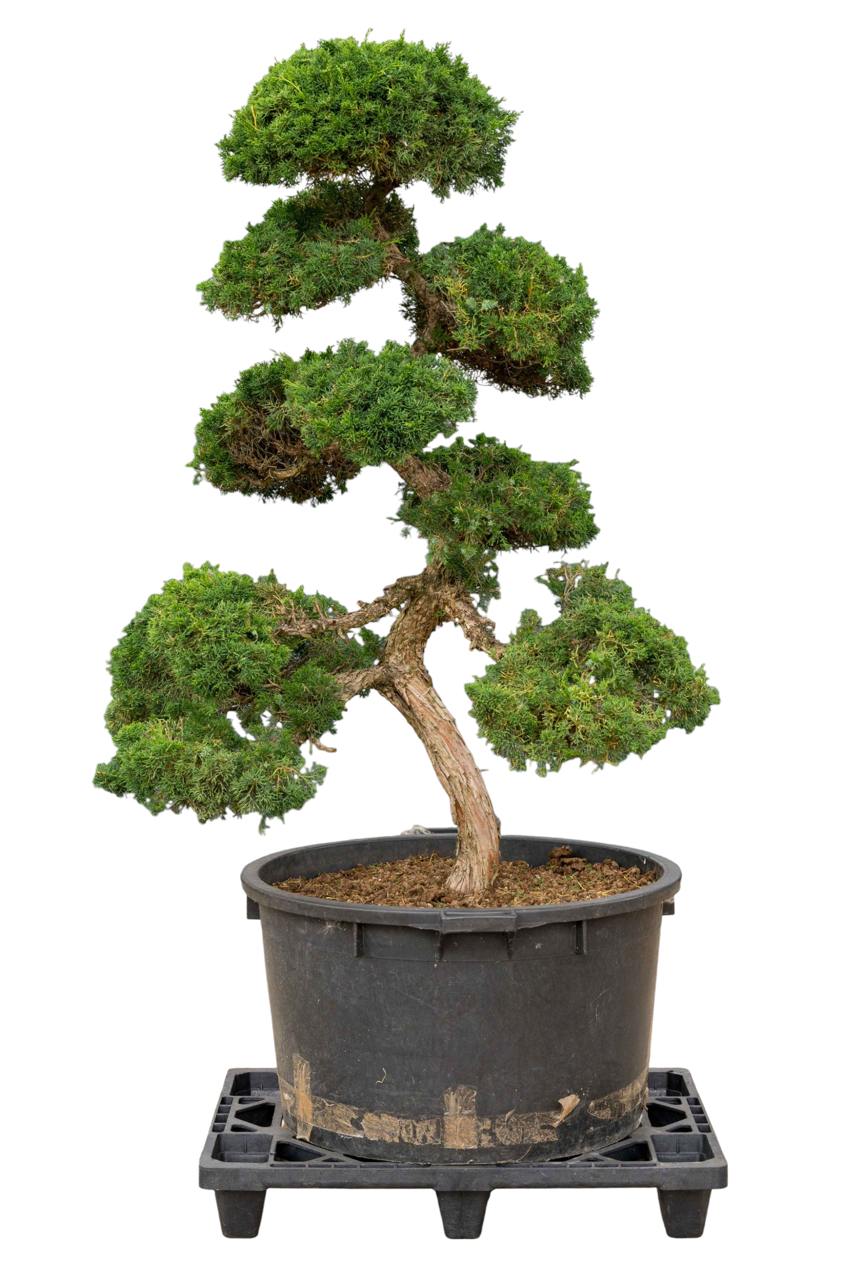 bonsai.fallbackImageTitle bonsai.fallbackImageTitle