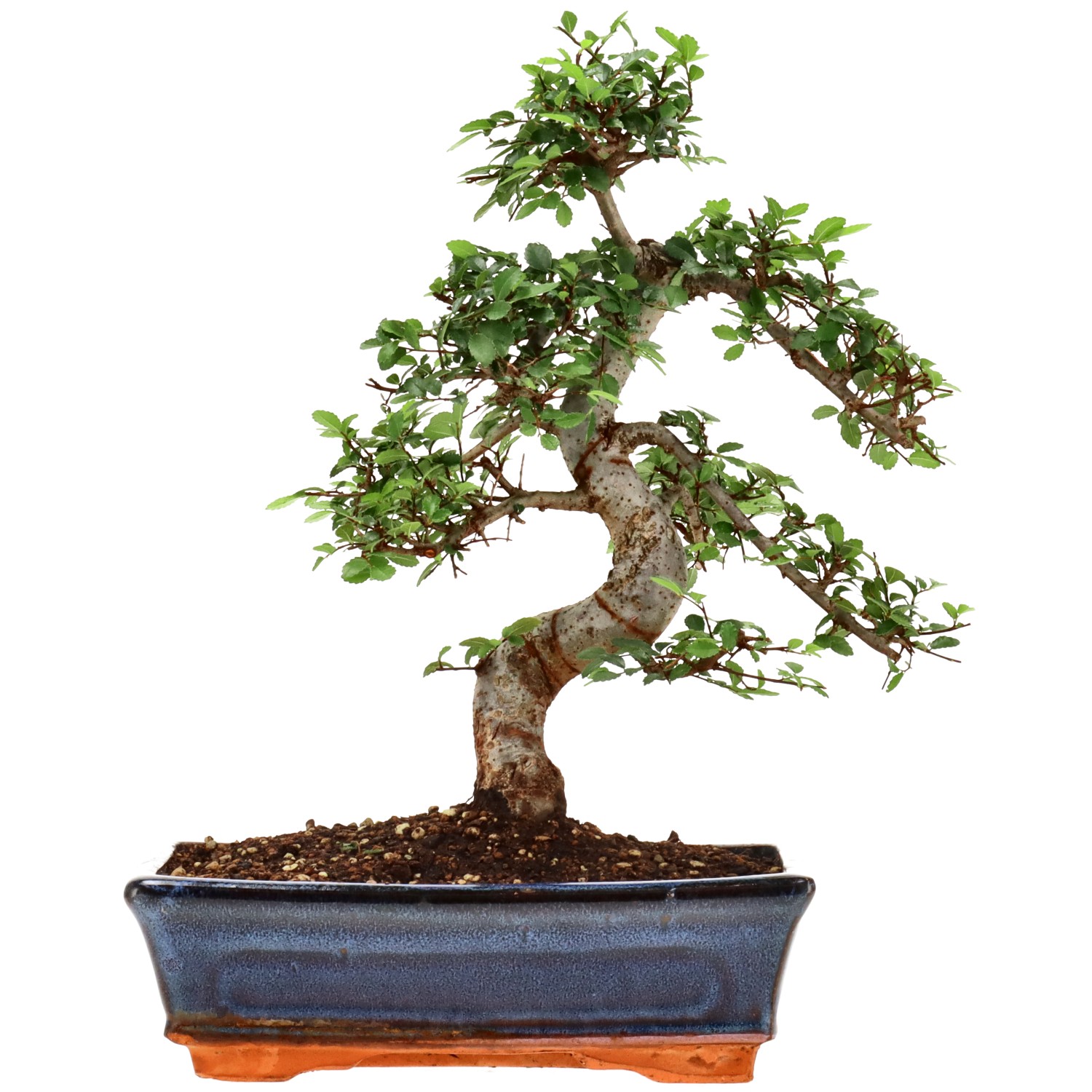Chinese elm, approx. 12 y. (30 cm)