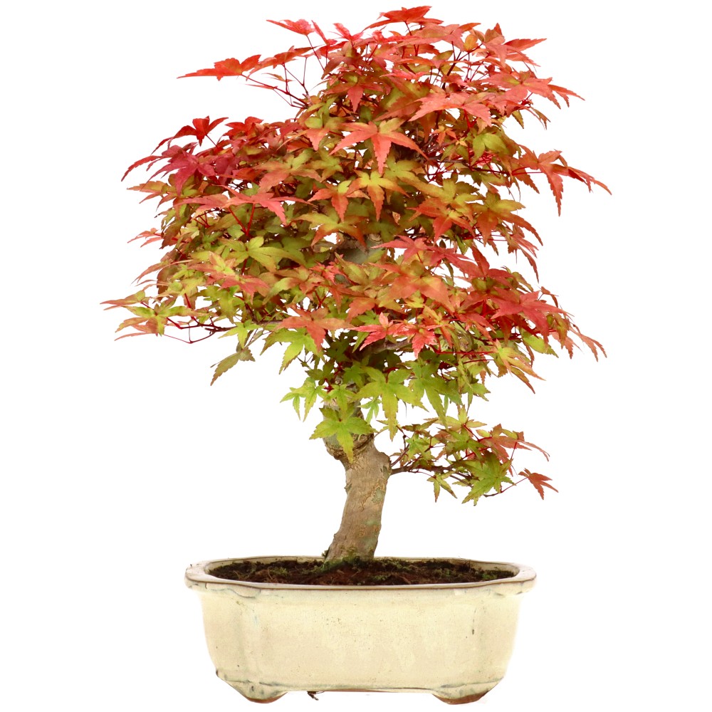 bonsai.fallbackImageTitle