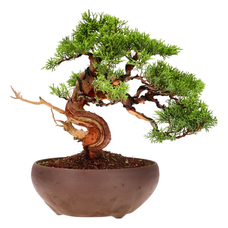 bonsai.fallbackImageTitle bonsai.fallbackImageTitle